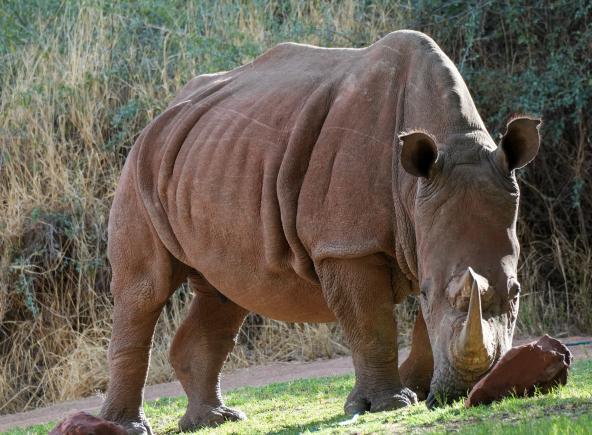 Nashorn 