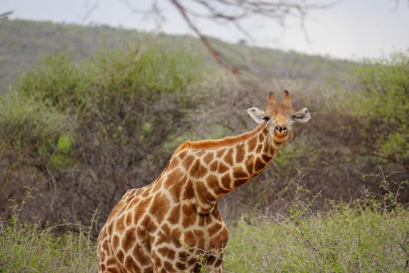 Giraffe