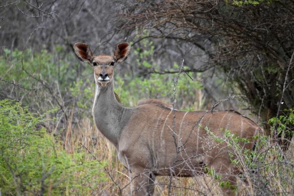 Kudu