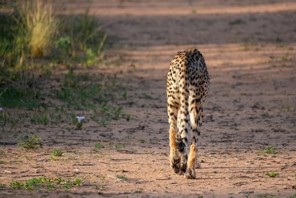 Gepard