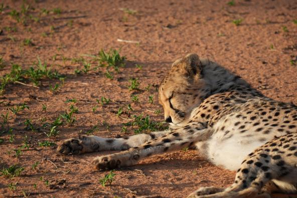 Gepard