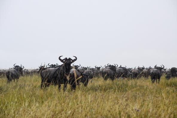 Gnus Great Migration