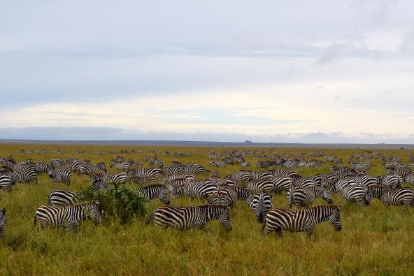 Zebras Great Migration