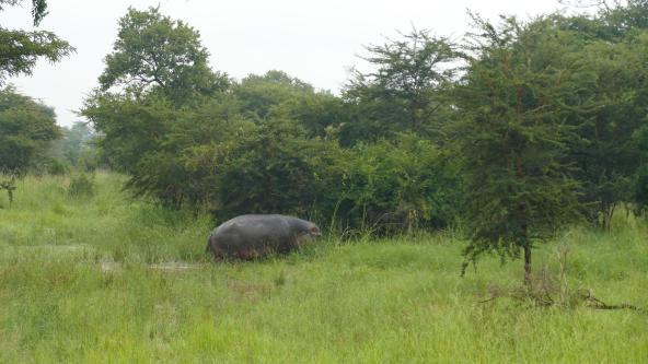 Flusspferd Ruanda Akagera Nationalpark Ostafrika