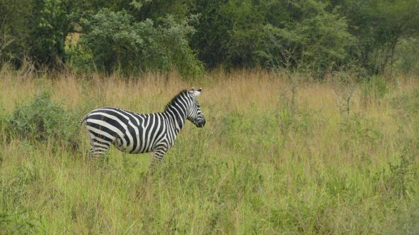 Zebra Ruanda Safari Akagera Nationalpark Ostafrika
