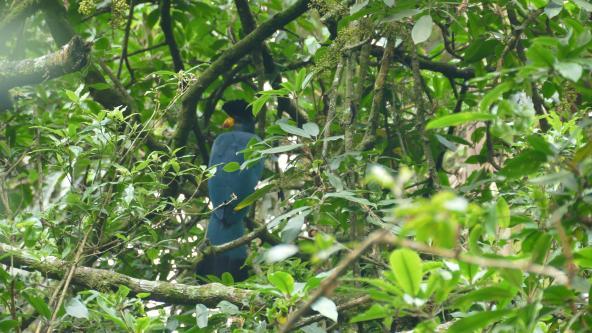 Riesenturako Ostafrika Afrika Birding Ruanda Nyungwe Regenwald