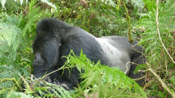 Afrika Ruanda Gorilla Trekking Silberrücken Ostafrika Volcanoes Nationalpark