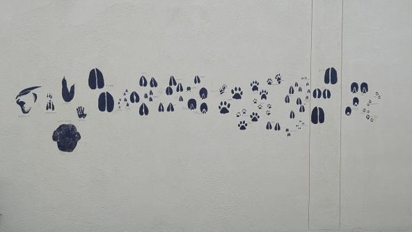 AfriCat Foundation