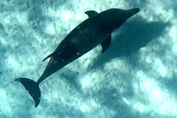 Delfin