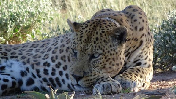 Leopard