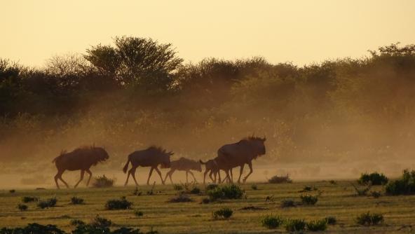 Etosha