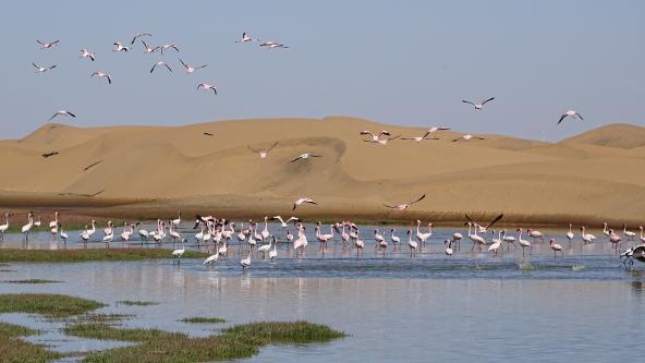 Flamingos