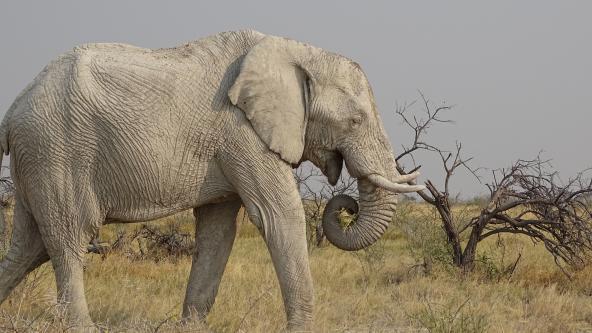Elefant
