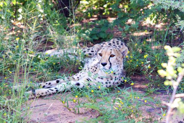 Gepard