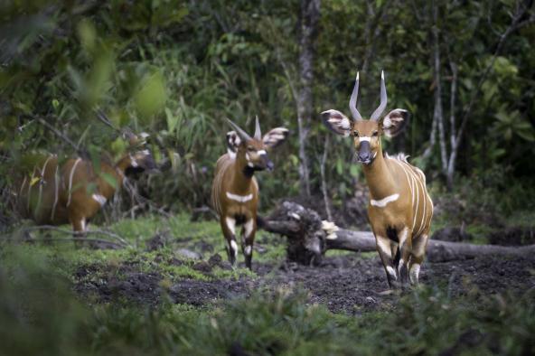 Bongo Antilopen