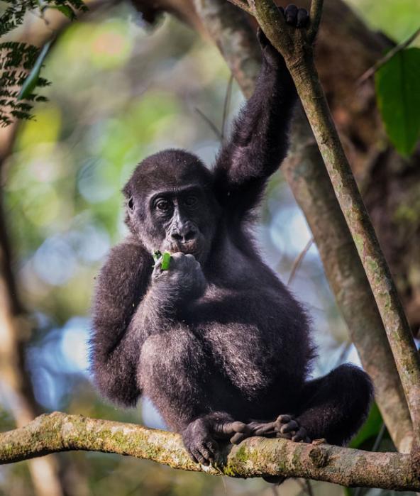 Flachlandgorilla