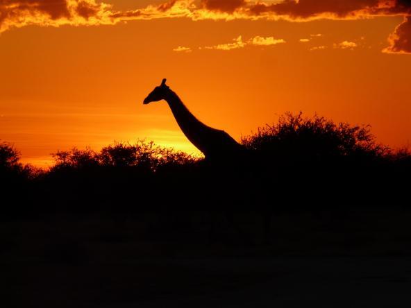 Giraffe