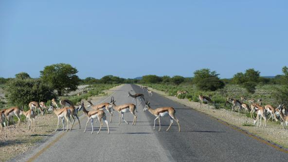 Etosha Nationalpark