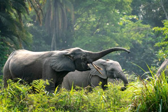 Kamba African Rainforest Waldelefanten Kongo Becken Republik Odzala Kokoua Nationalpark