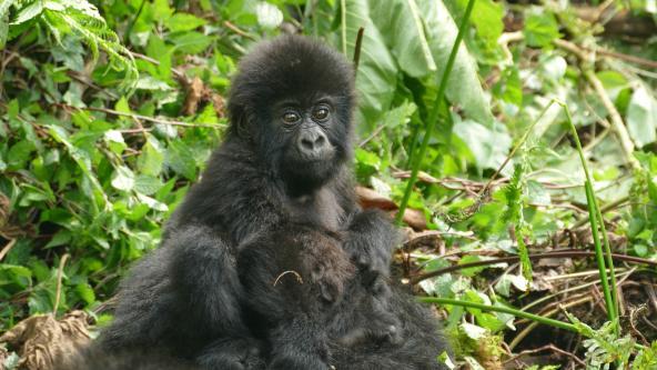 Berggorilla Baby Ruanda Volcanoes Nationalpark Gorilla Trekking
