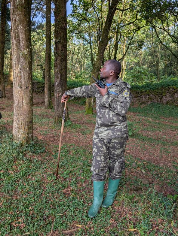 Guide Gorilla Trekking Tracking Funk Ruanda Ostafrika