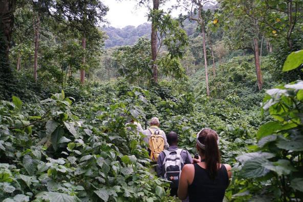 Uganda Gorilla Bwindi Impenetrable Ostafrika Trekking Berggorilla