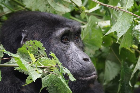Uganda Gorilla Bwindi Impenetrable Ostafrika Trekking Berggorilla