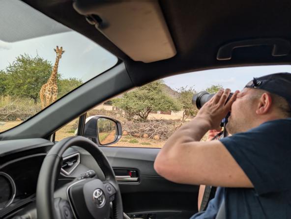 Giraffe in Marloth Park