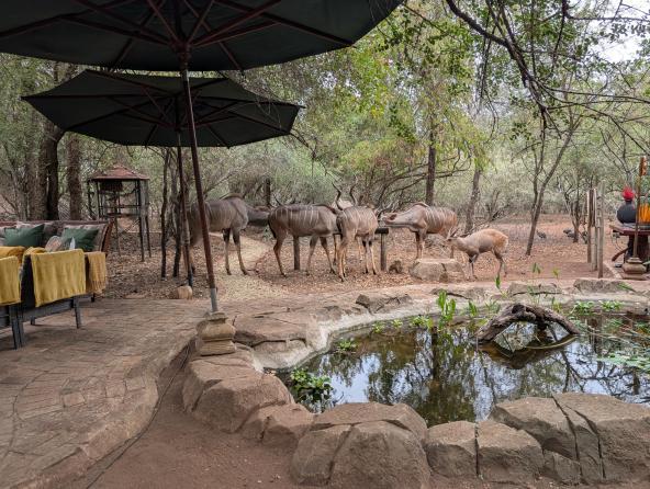 Kudus Marloth Park