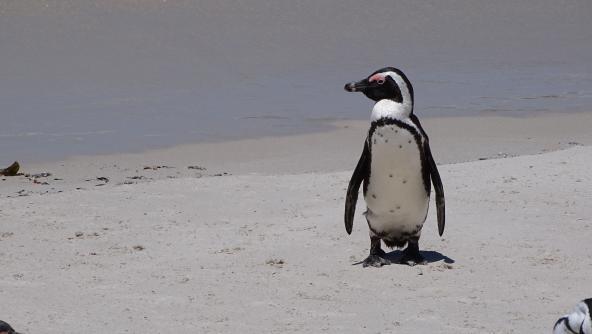 Pinguin am Boulders Beach