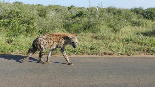 Krüger Nationalpark Südafrika Hyäne Greater Kruger Area Safari Pirschfahrt