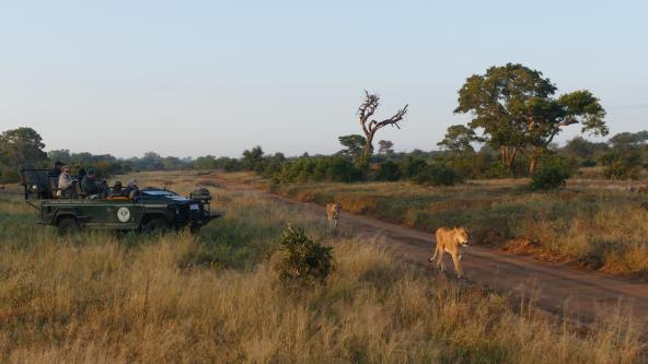 Timbavati Game Reserve Greater Kruger Area Südafrika Löwe Safari