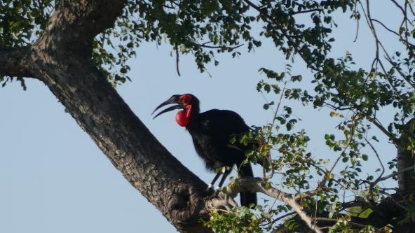 Hornrabe Greater Kruger Area Krüger Nationalpark Pirschfahrt Südafrika