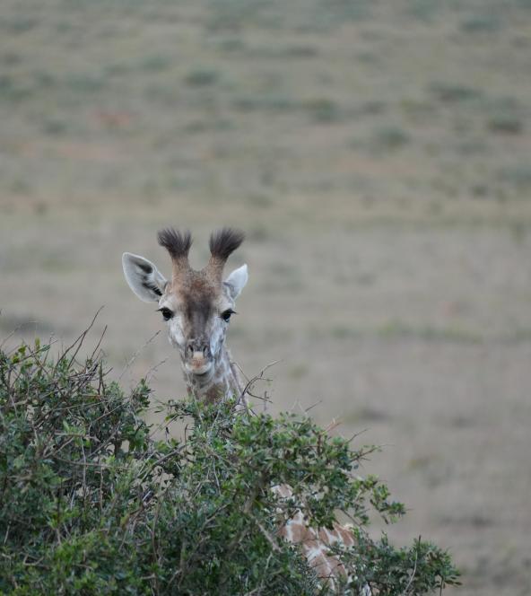 Amakhala Giraffe