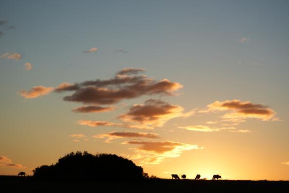 Amakhala Sonnenuntergang
