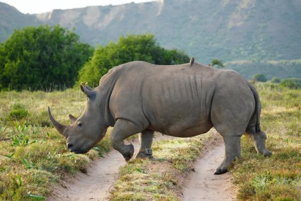 Amakhala Nashorn