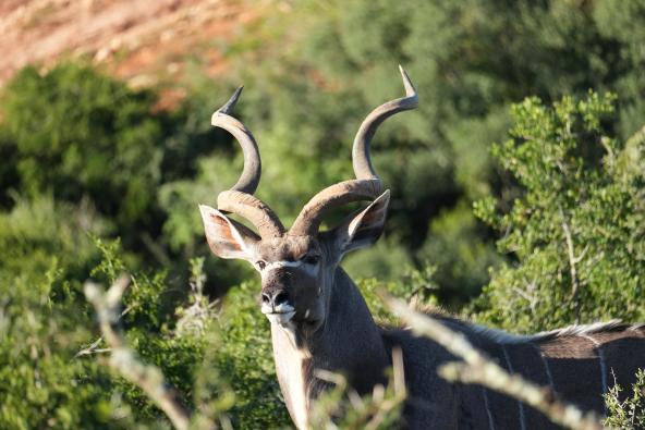 Amakhala Kudu