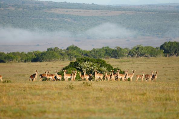 Amakhala Impalas