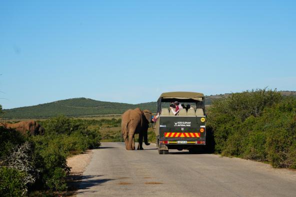 Addo Elefant