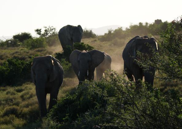 Addo Elefanten