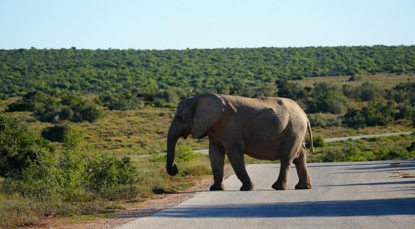 Addo Elephant Park