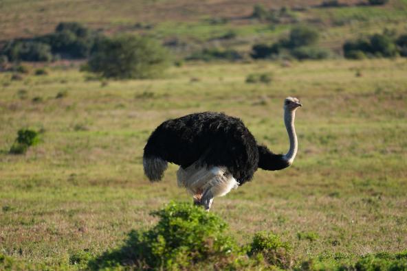 Addo Strauß