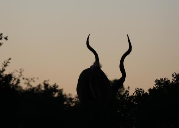 Addo Kudu