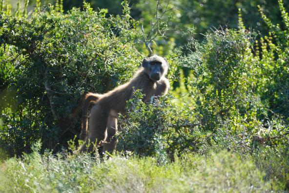 Addo Affe