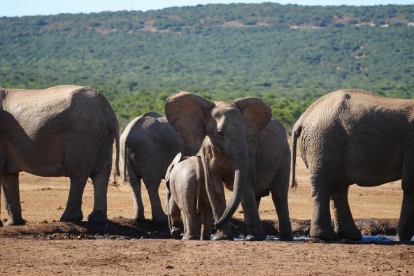 Addo Elefanten