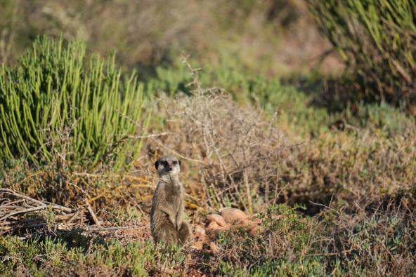 Oudtshoorn Erdmännchen