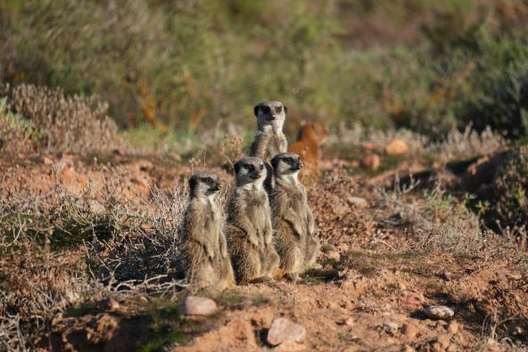 Oudtshoorn Erdmännchen