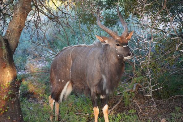 Oudtshoorn Buffelsdrift Game Lodge Nyla