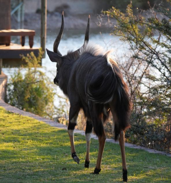Oudtshoorn Buffelsdrift Game Lodge Nyla