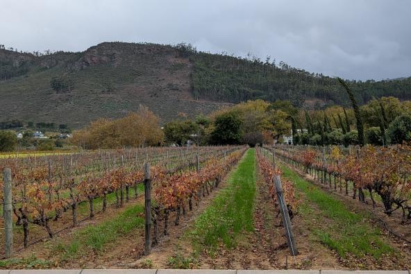 Franschhoek Wine Tram